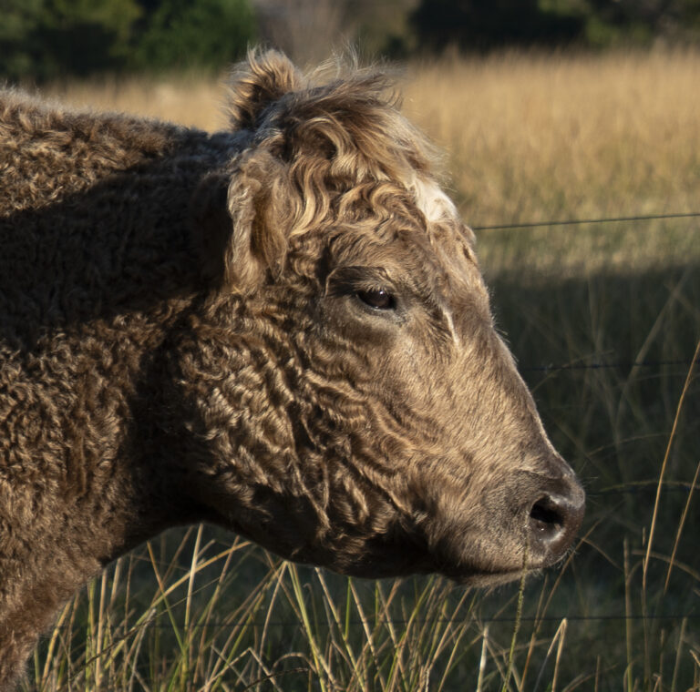 Cow Portraits 2010 –