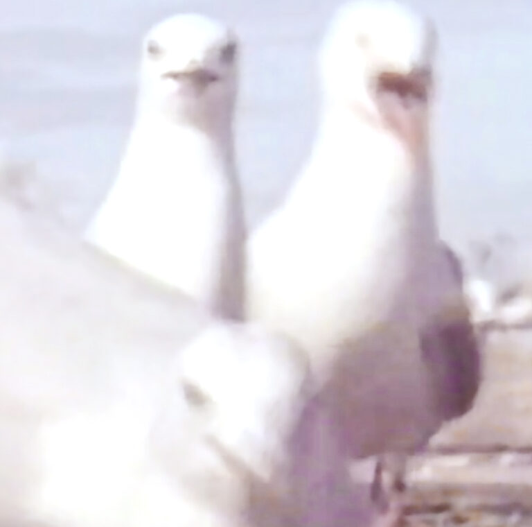 Decoy 1992