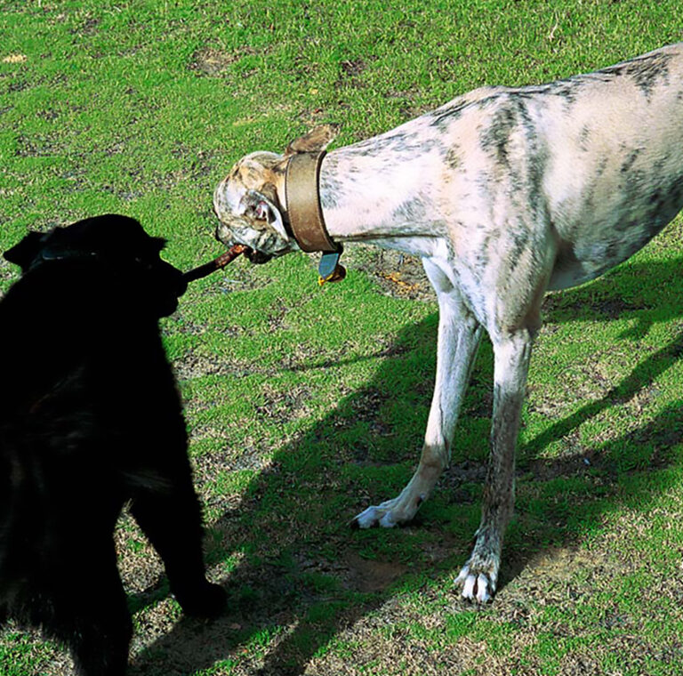 Two Sticks 2002