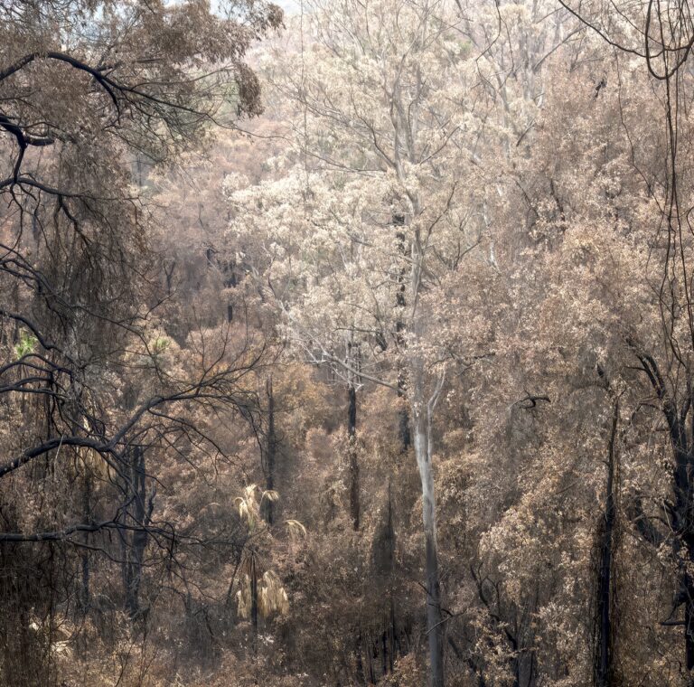 Morton NP – Yuin, Budawang and Wandandian Country 2020